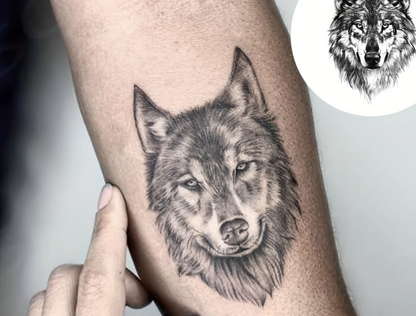 PACK Loup